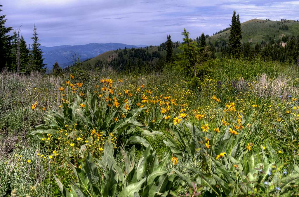 Thorn Creek Butte Wildflowers