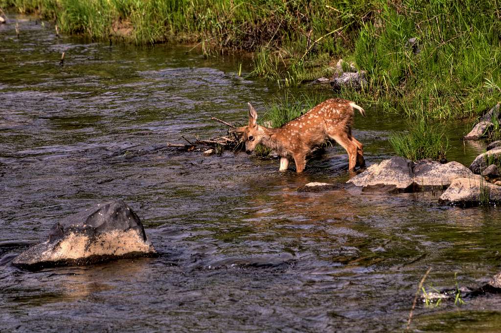Baby Deer in Creek