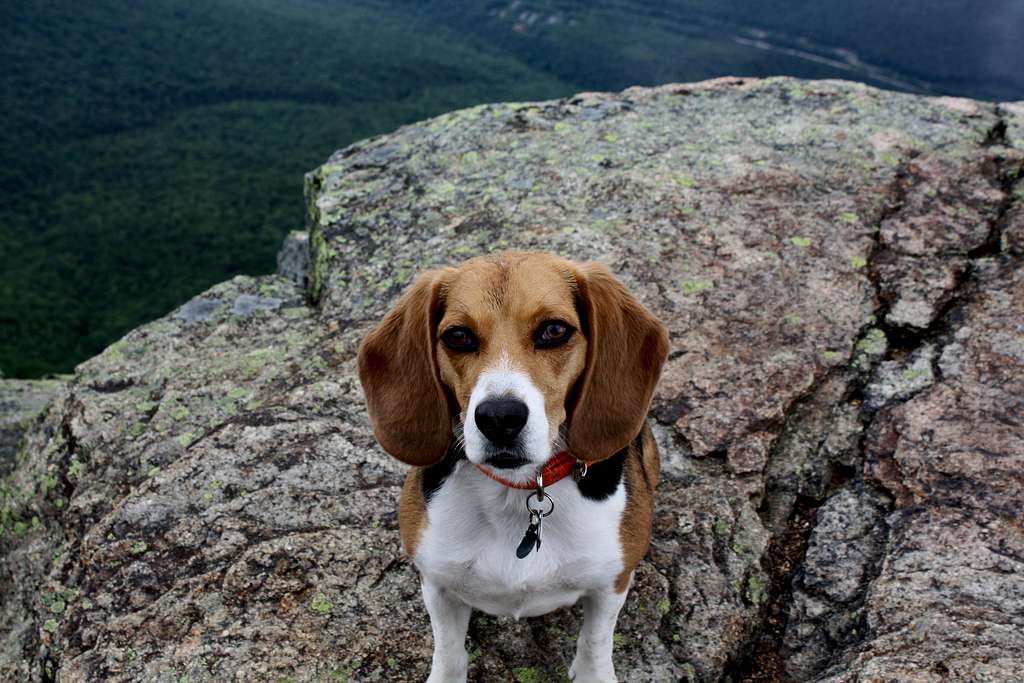 Beagle on Top