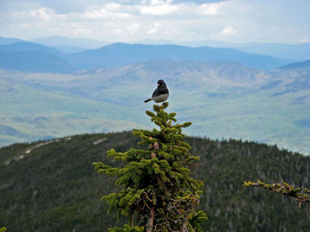 Bird on the Summit