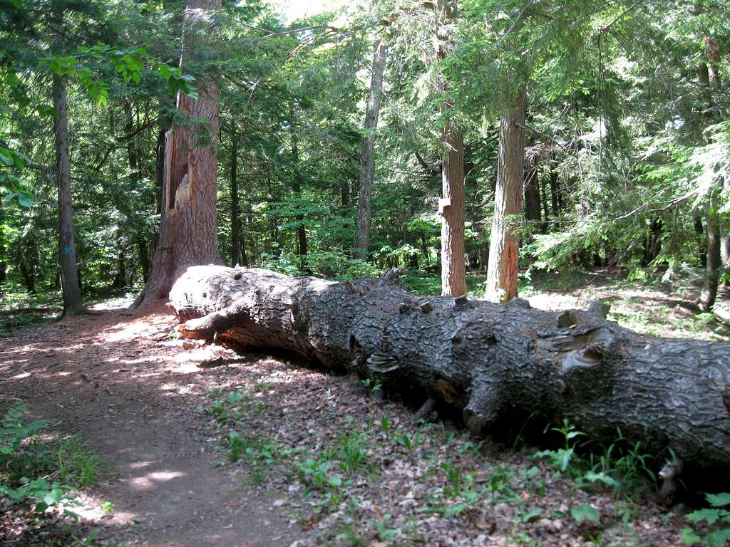 Porcupine Mountains Wilderness State Park  Ontonagon, Michigan