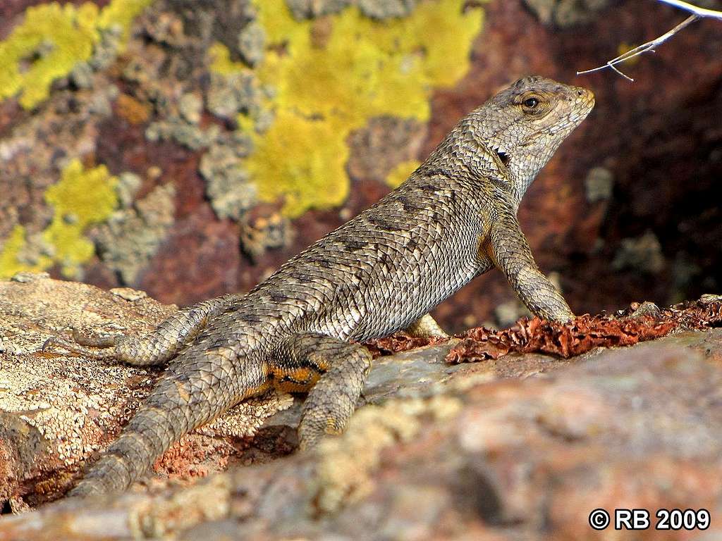 Common sagebrush lizard