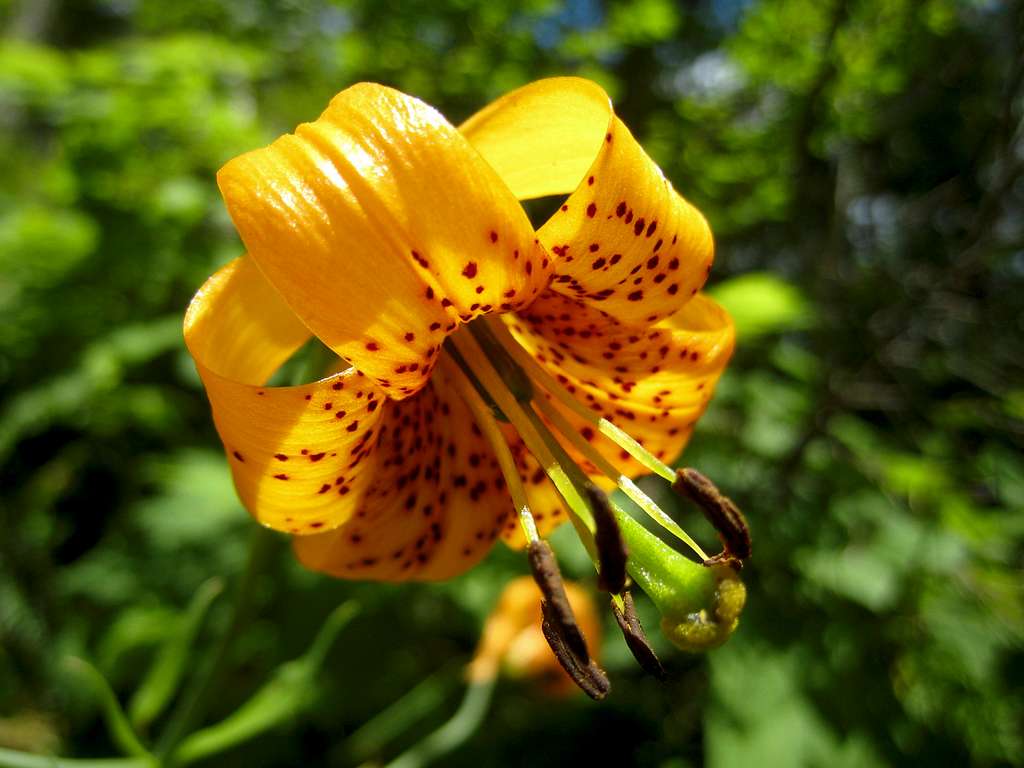 Saddle Mountain Tiger Lily