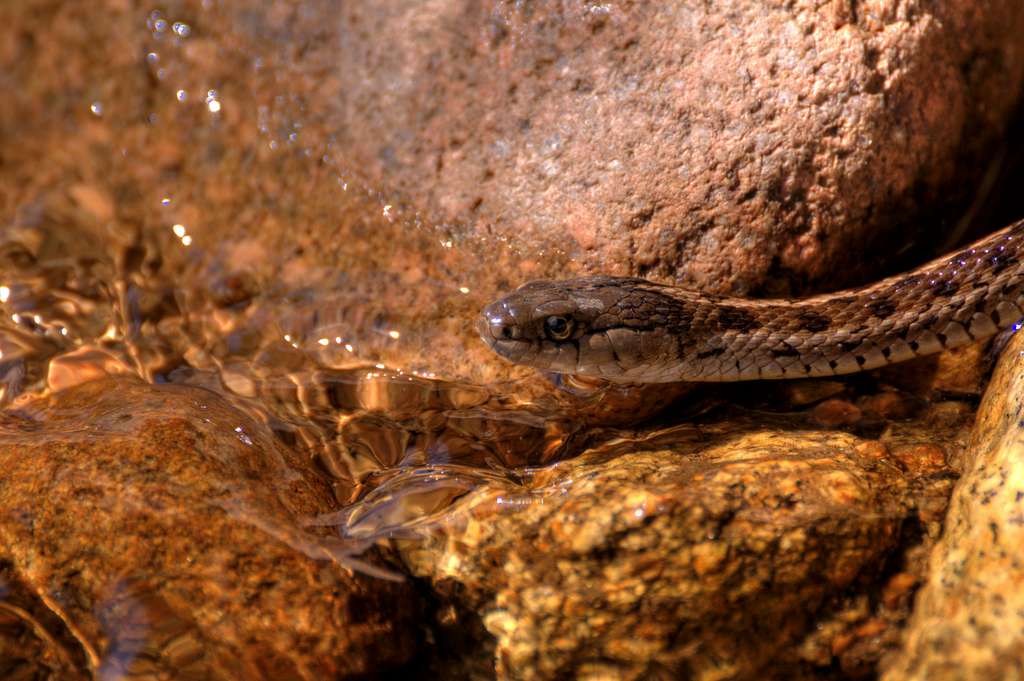 Gopher Snake Closeup