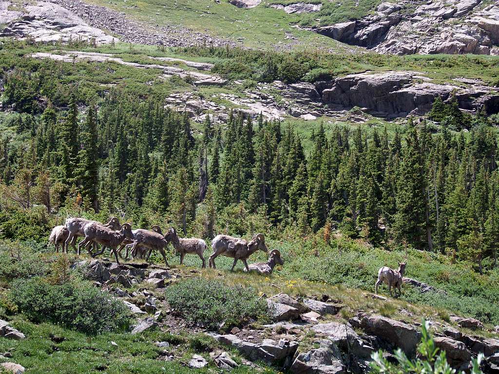 South Colony Bighorn Herd