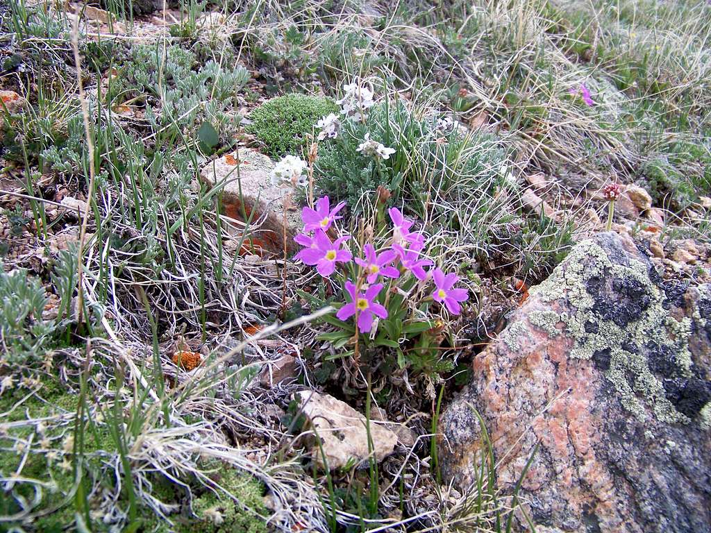 Small purple flowers on Weston Peak