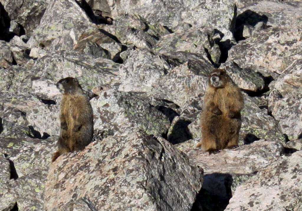 and more marmots