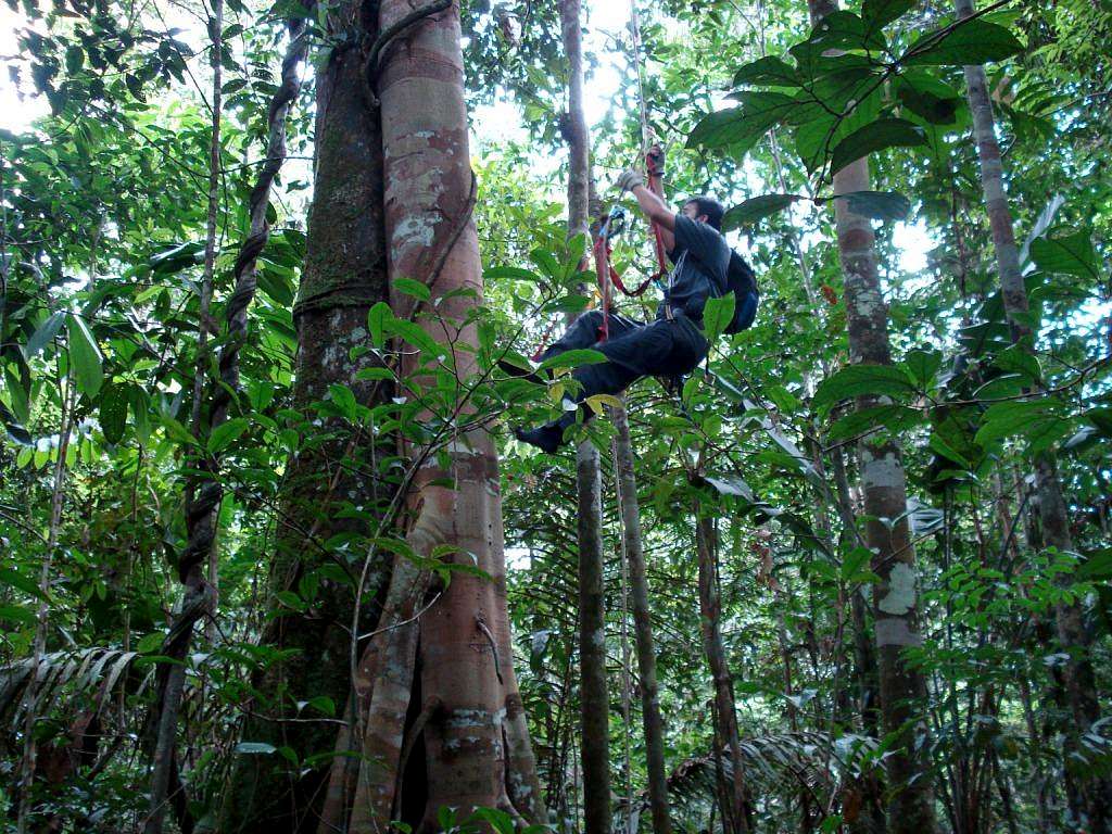 Accessing the canopy of the Amazon forest
