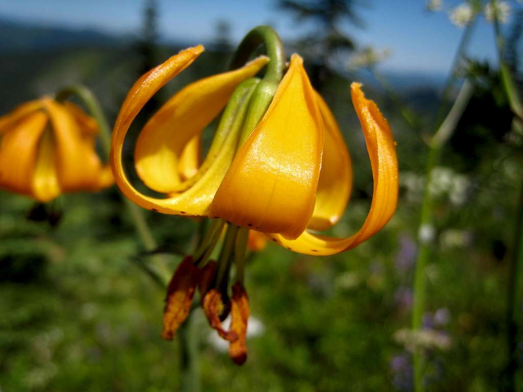 Tiger lily on Silver Star