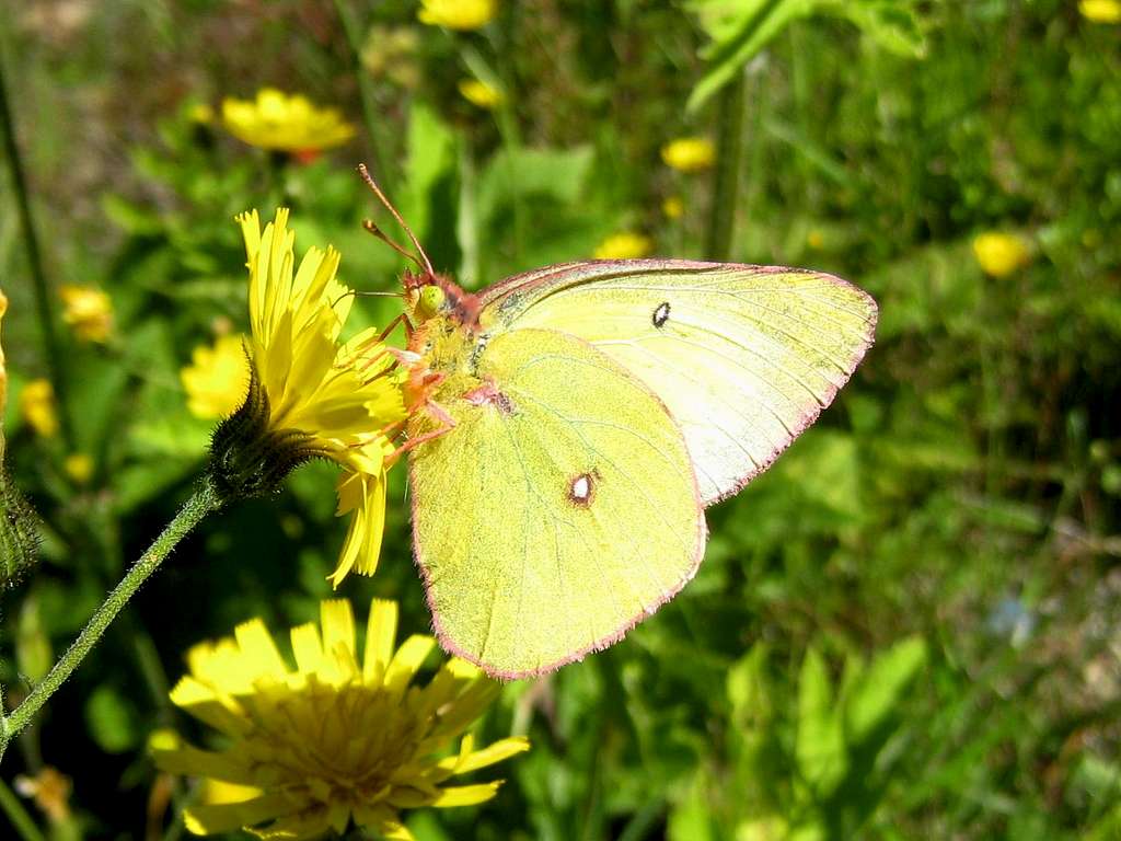 Sulphur butterfly (I think)