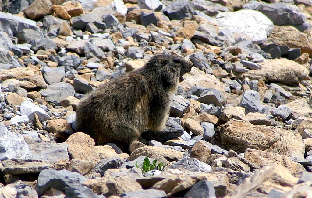 The Alpine Marmot whistling