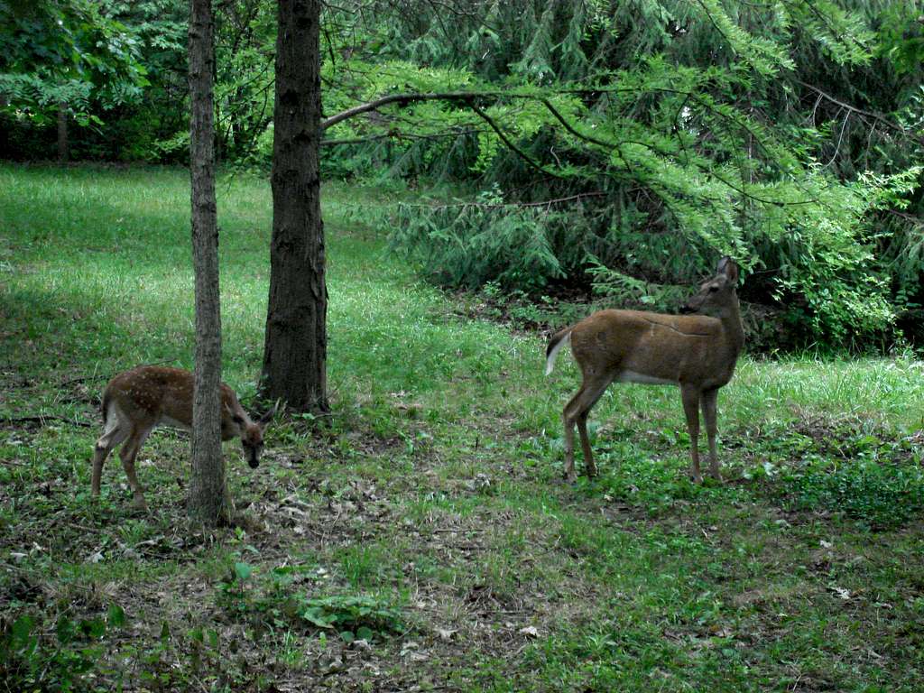 Deer and Fawn