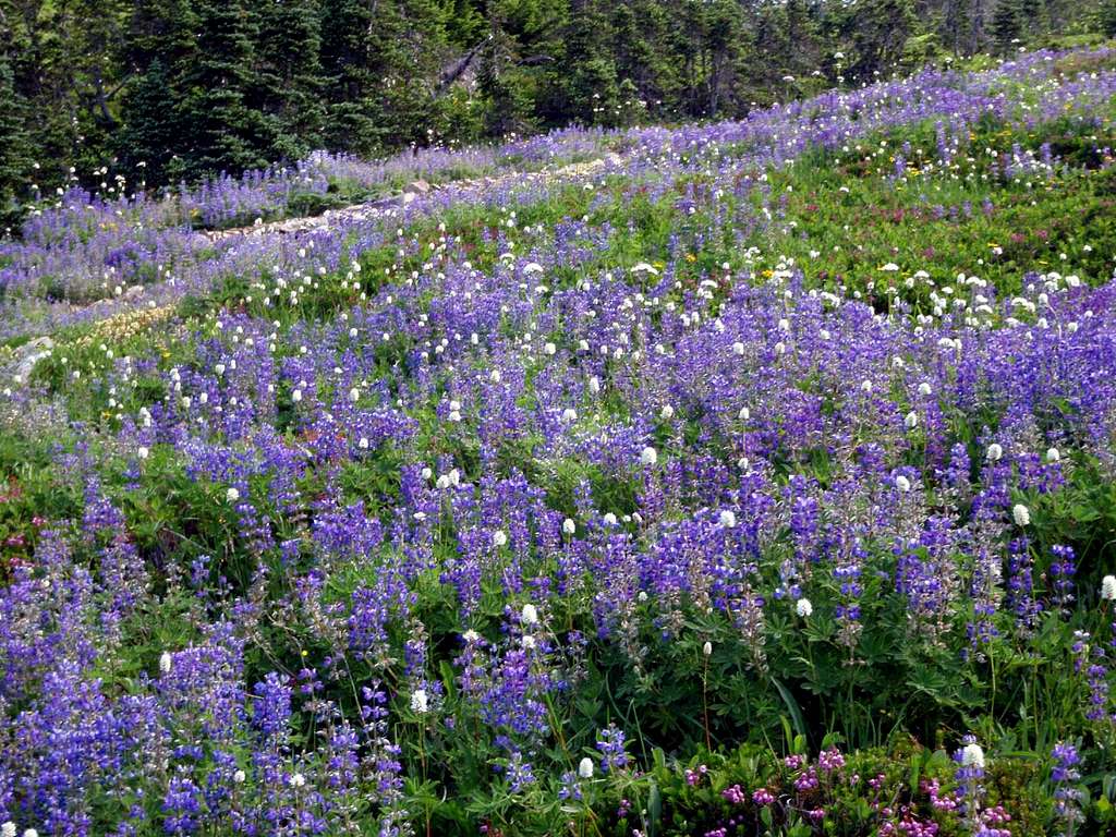 Lots a Lupine