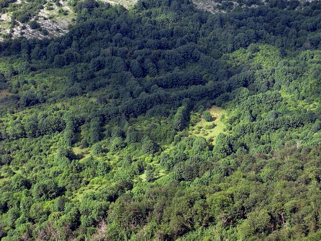 Forest of Crni Dabar valley