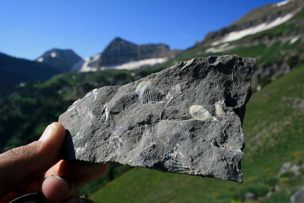 Fossils in the limestone, Forgotten Peak ridge.