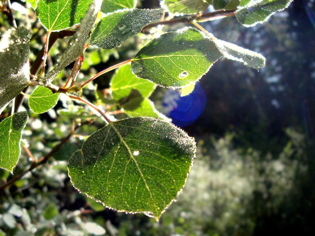 Aspen Dew Drops