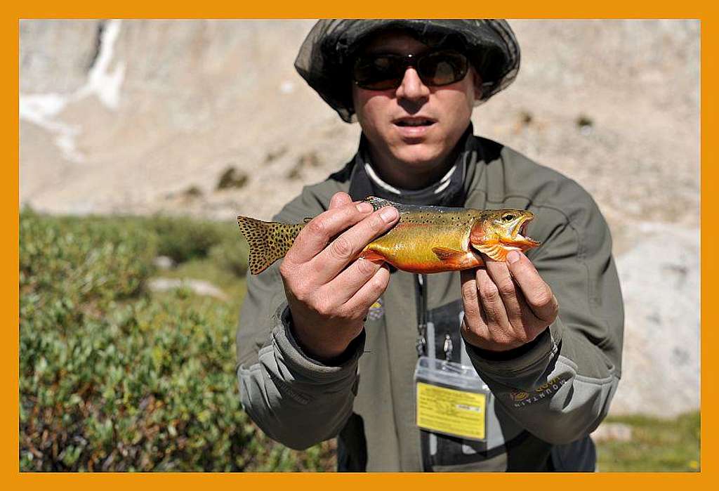 california golden trout