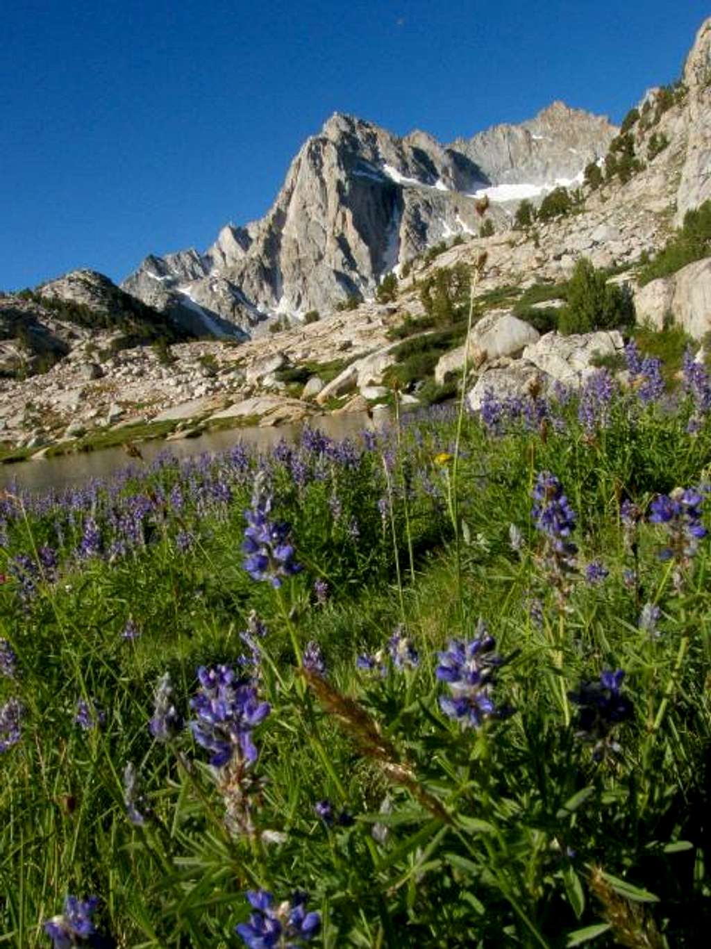 Picture Peak and Lupine