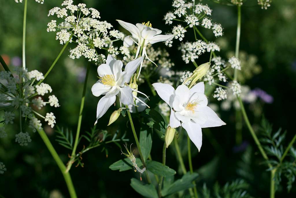 White Columbine Trio