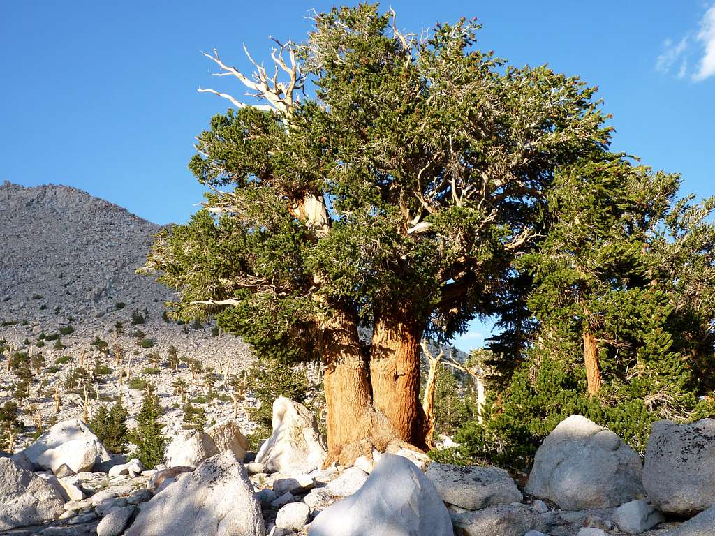 Stout Foxtail Pine