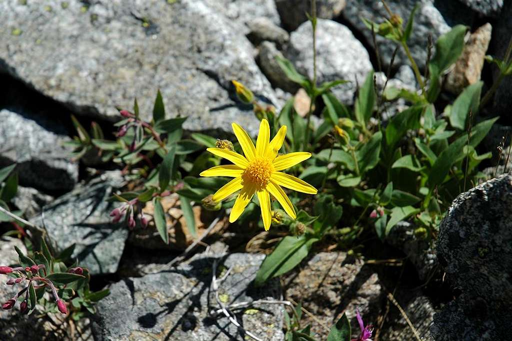 Heart-Leaved Arnica