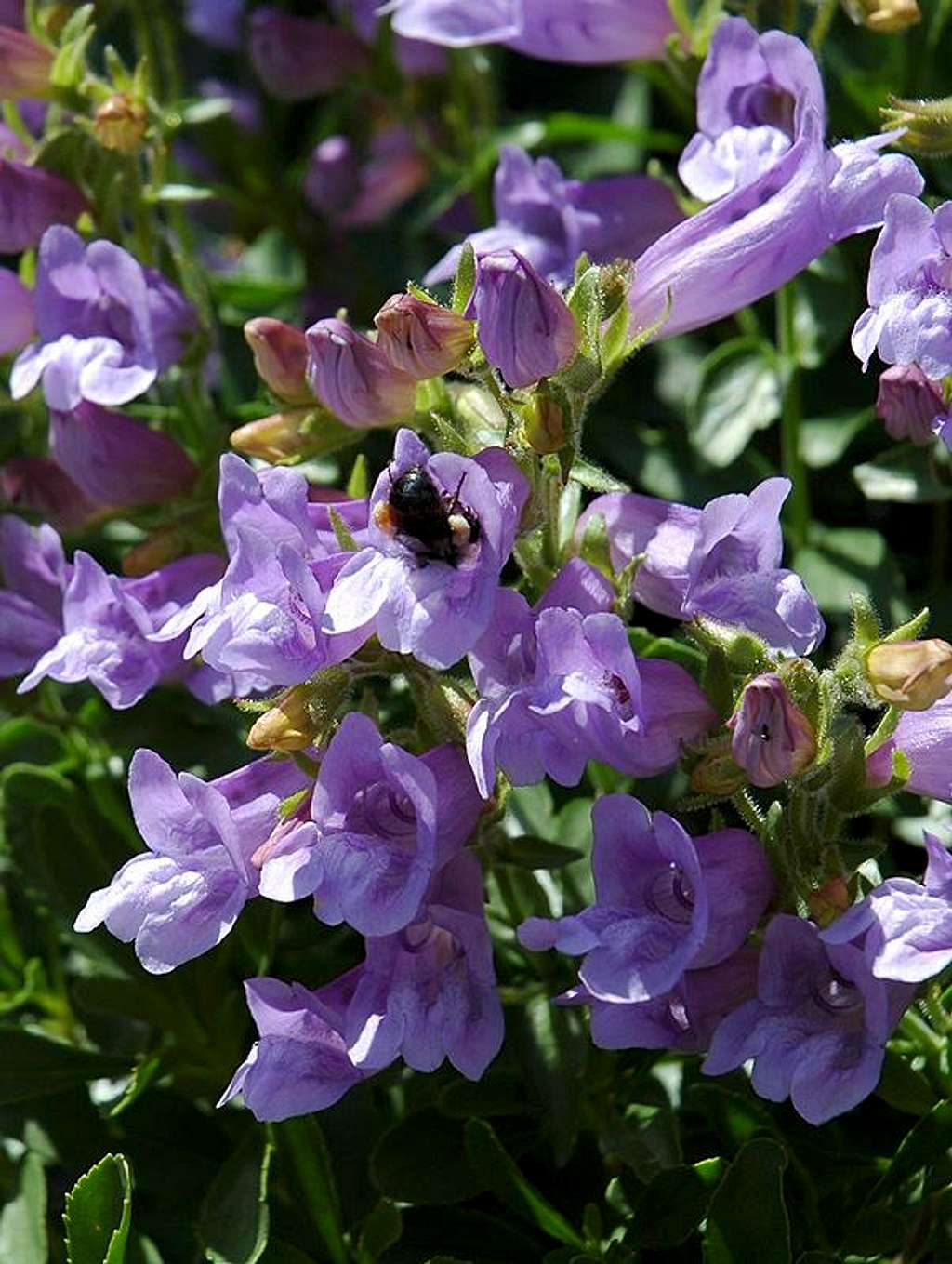 Bee collecting nectar in Penstemon