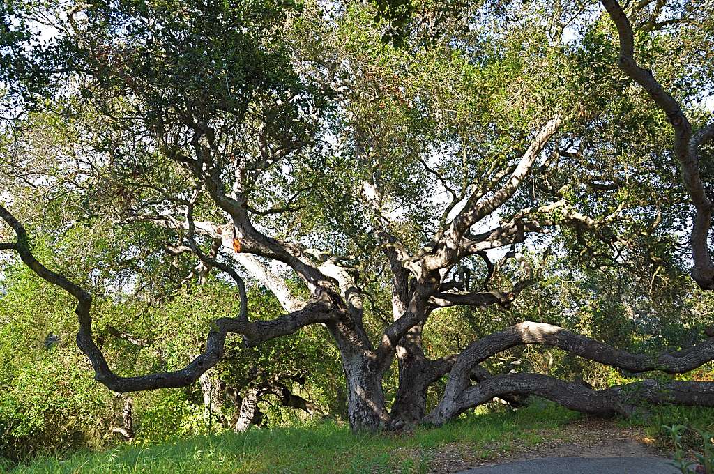 Glorious Oak Tree