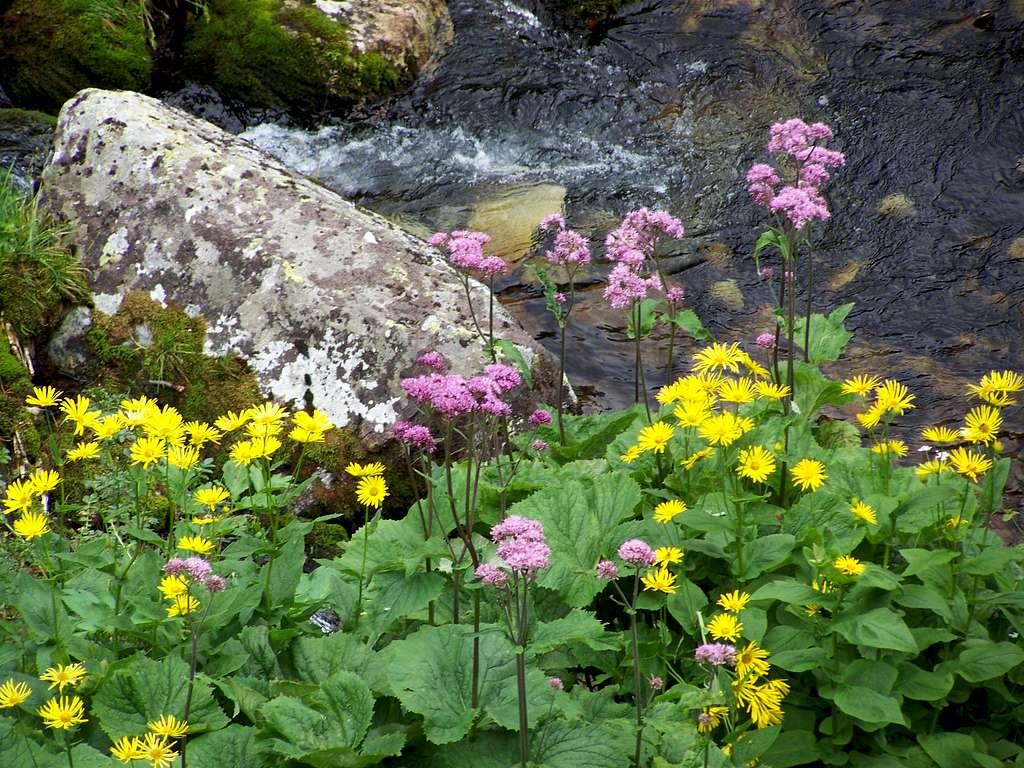 Flowers at the stream called Zeleny Potok