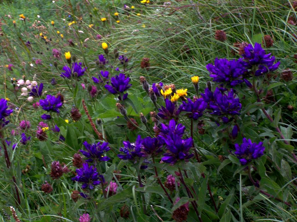 Flowers on the hillside of Belianska kopa