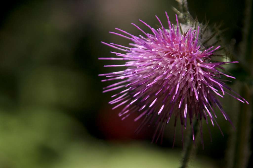 thistle