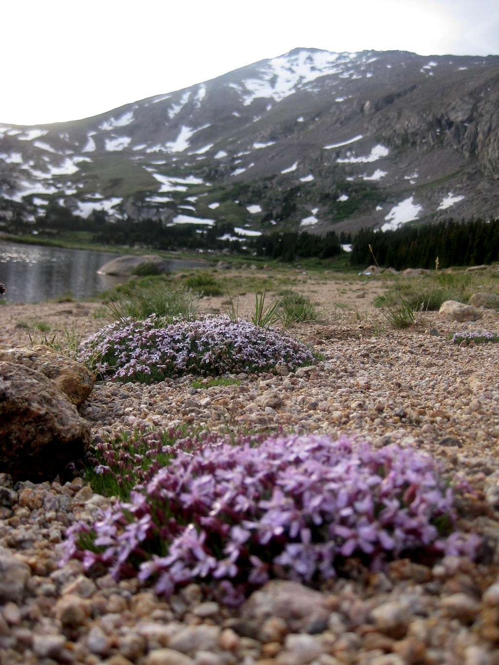 Alpine Flora