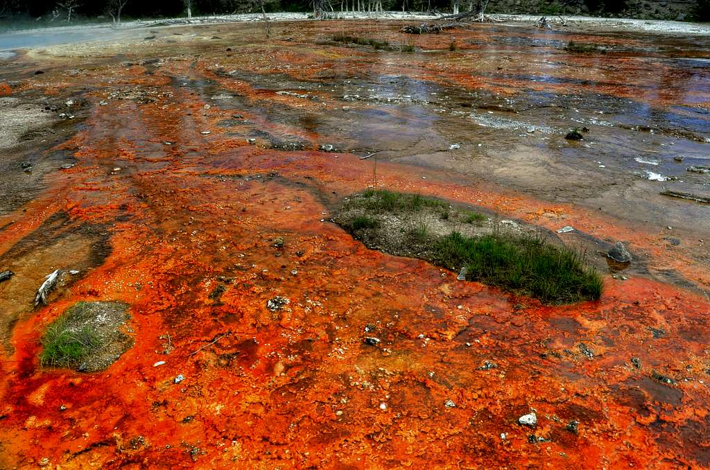 Yellowstone Bacteria Pools