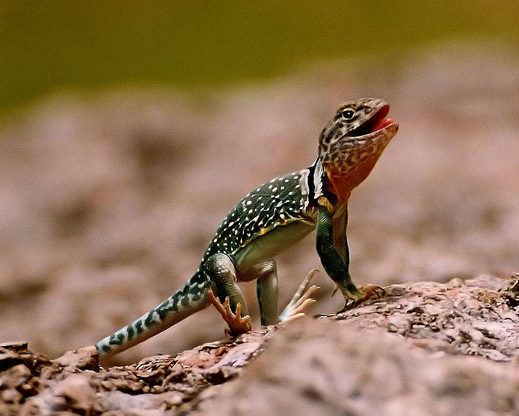 male collared lizard