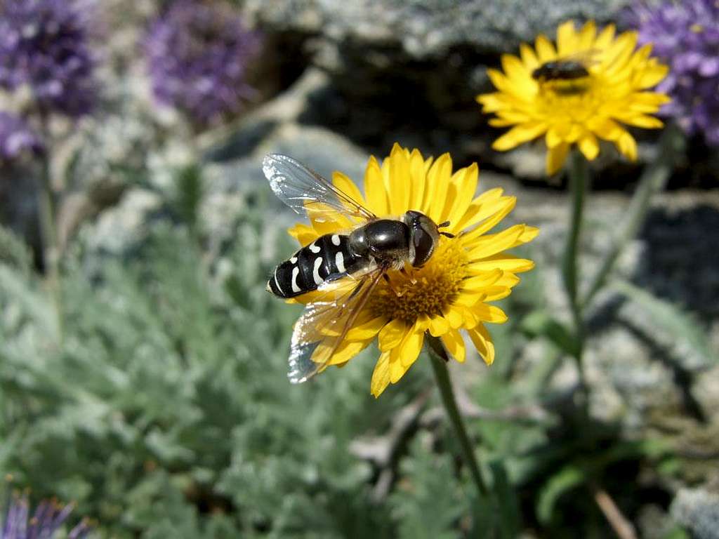 Bees on the East Ridge
