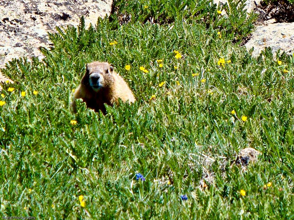 Marmot in Flowers