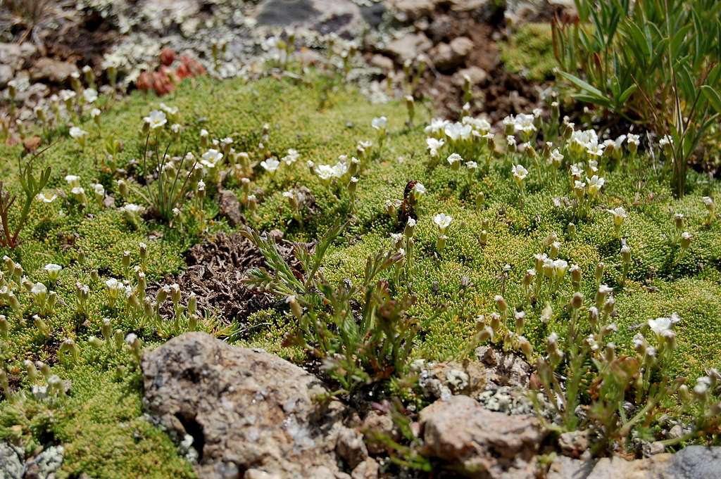 Alpine mini flowers 
