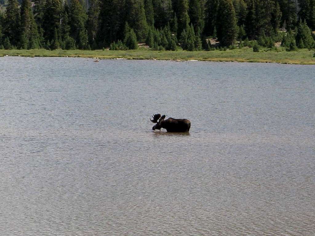 Moose in Henry's Fork Lake