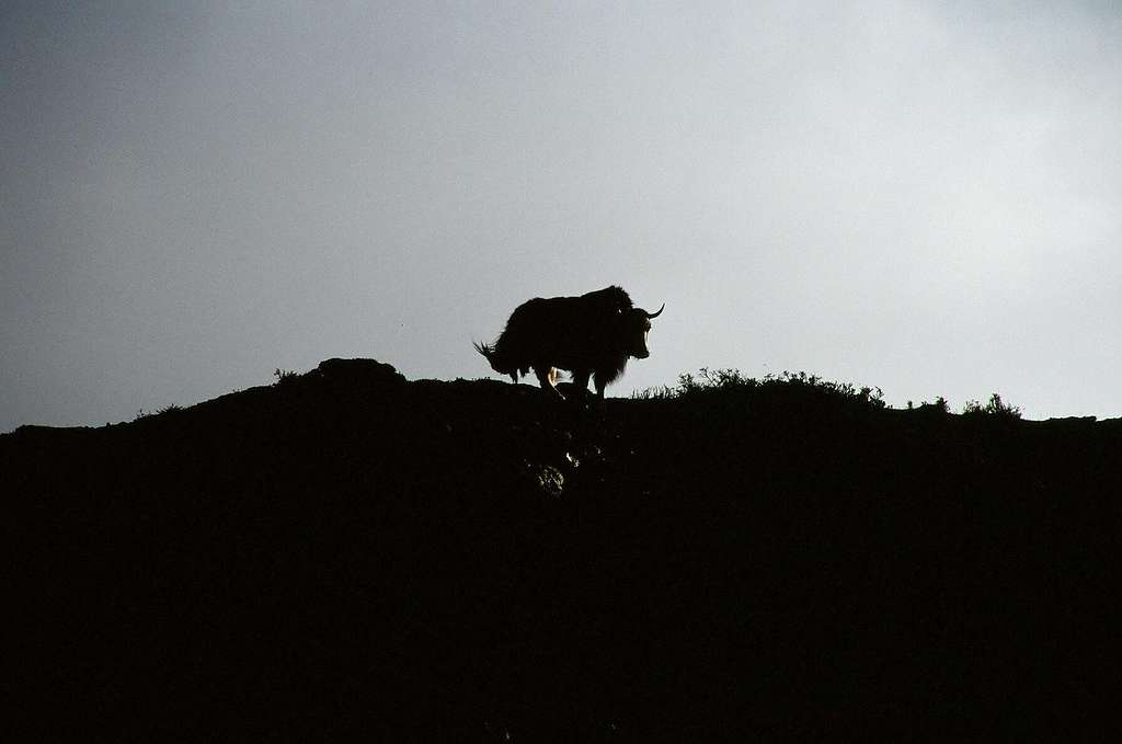 Yack at the ridge in Lhonak 