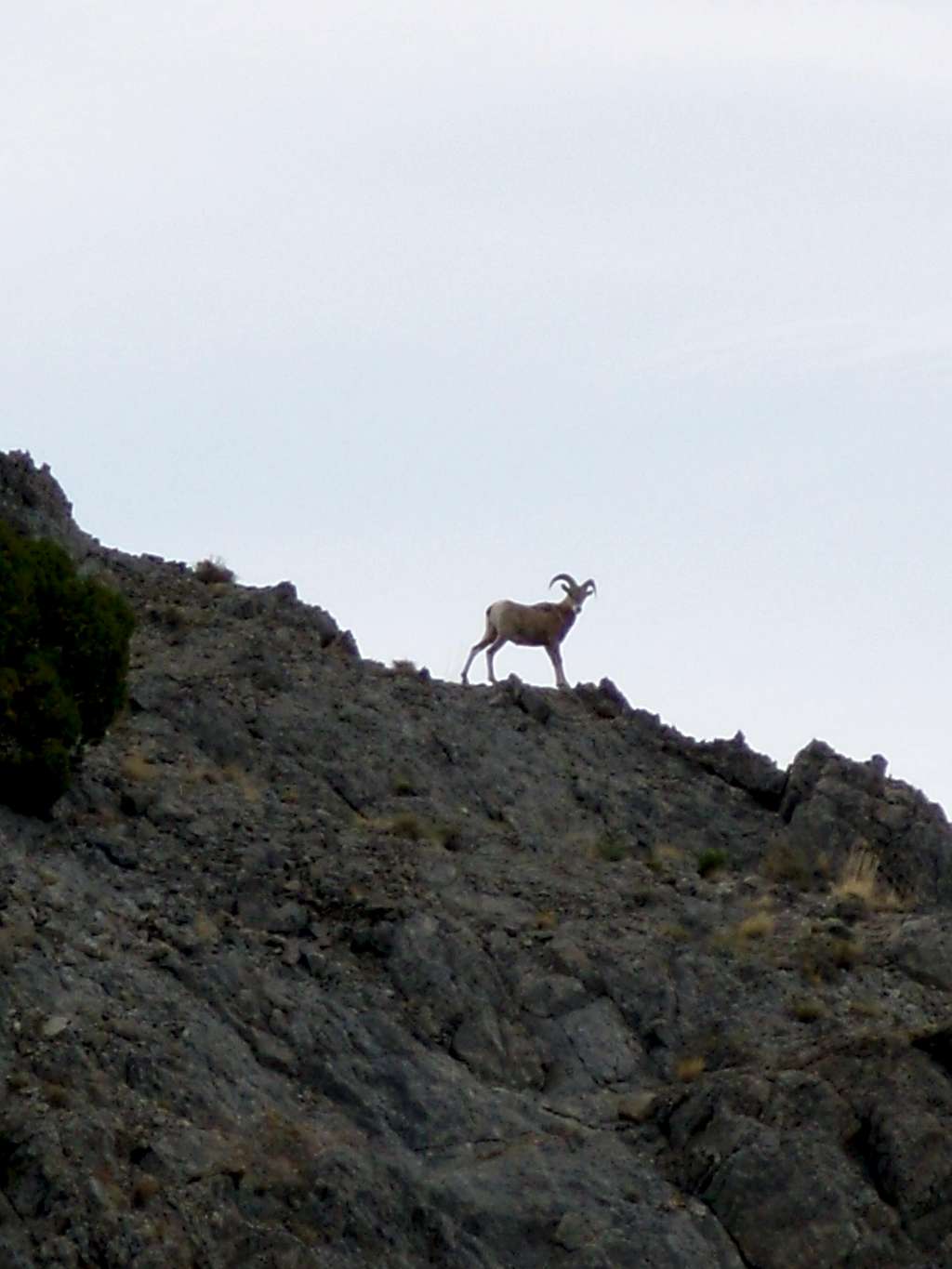 Bighorn on the Route
