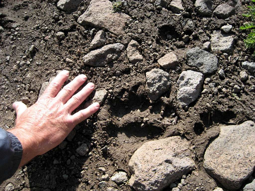 Small grizzly tracks