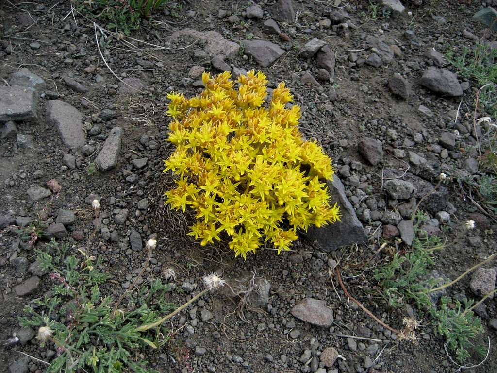 Wildflower near Jim Mountain