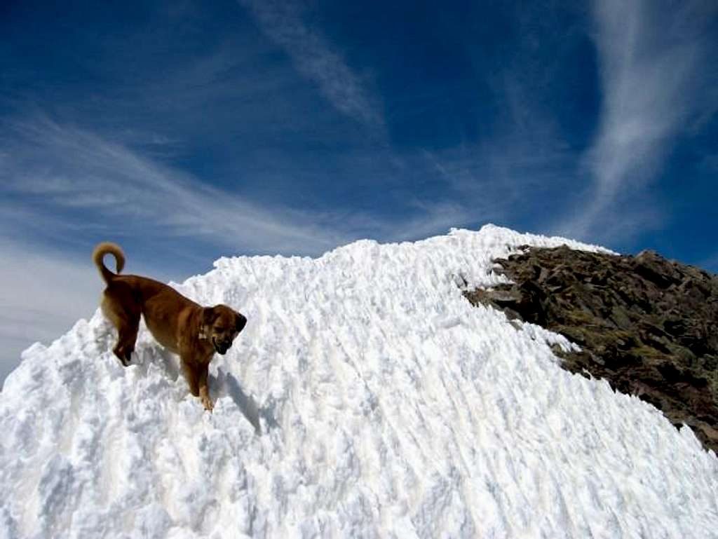 My dog Sopris on the summit...