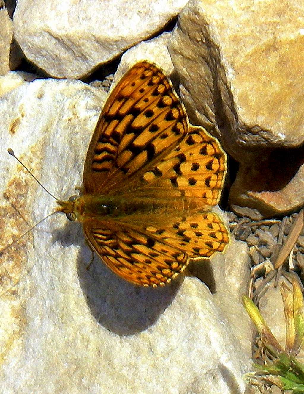 Butterfly on Flagstaff
