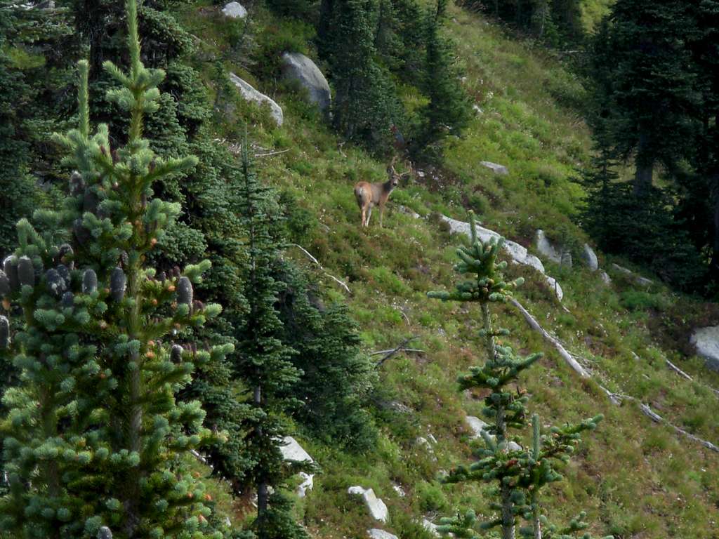 Buck Seen On Mac Peak