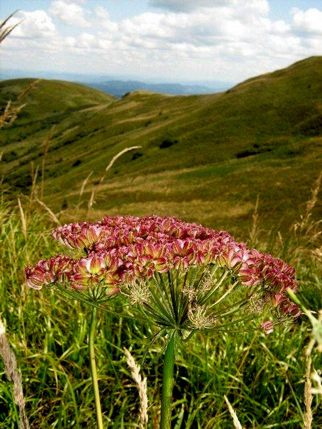 Wild Angelica and Mount Wolowy Garb 