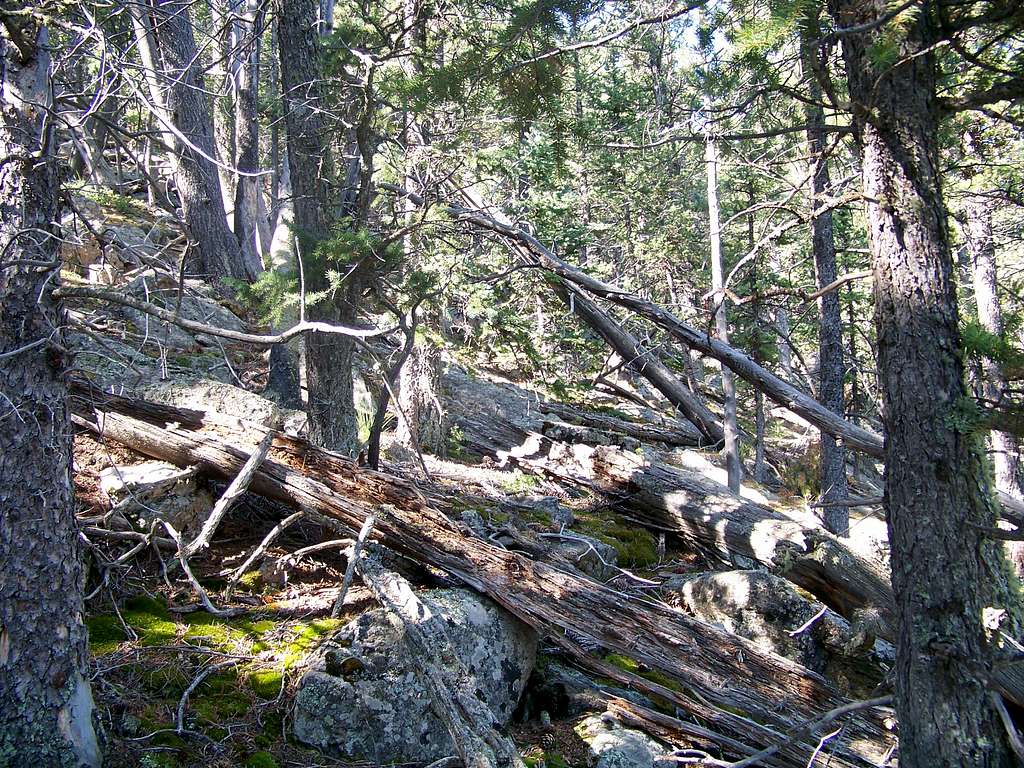 Northwest Slopes = Dense Timber