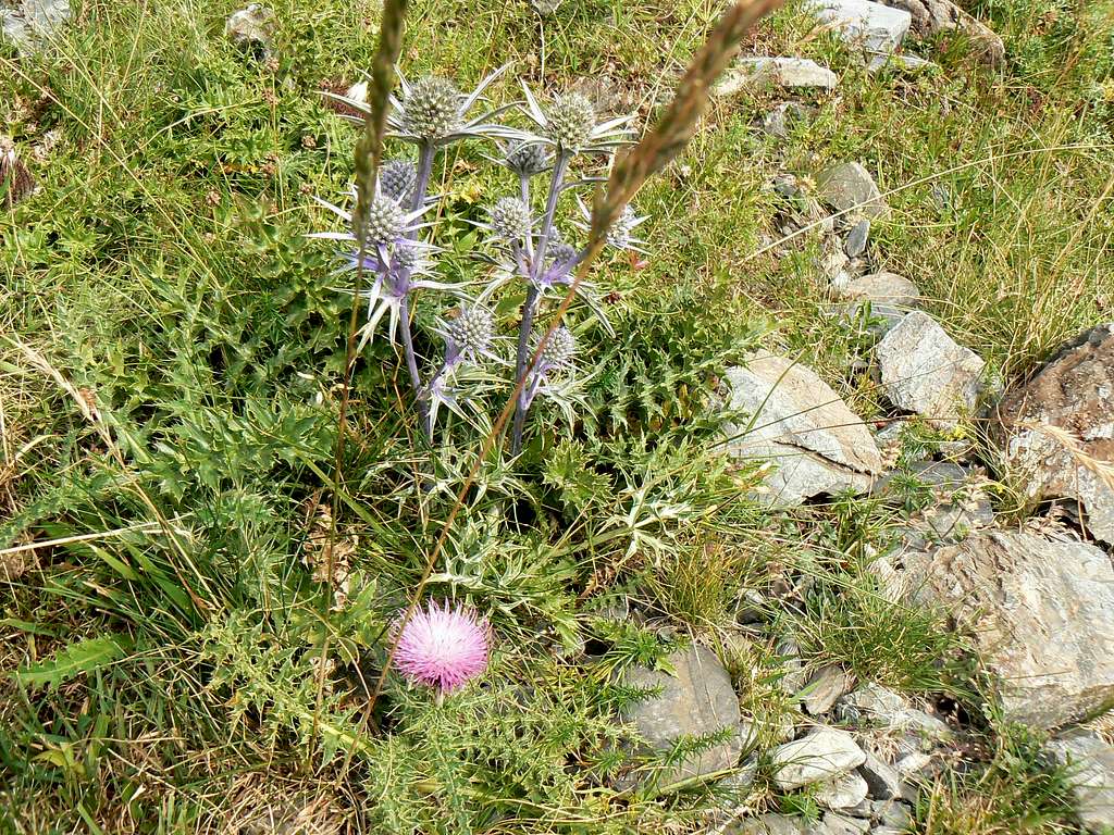 Thistle of the Pyrenees