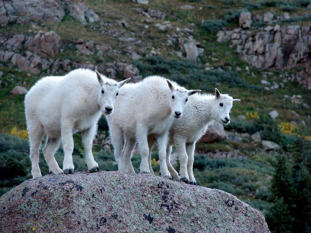 Baby Goat Trio