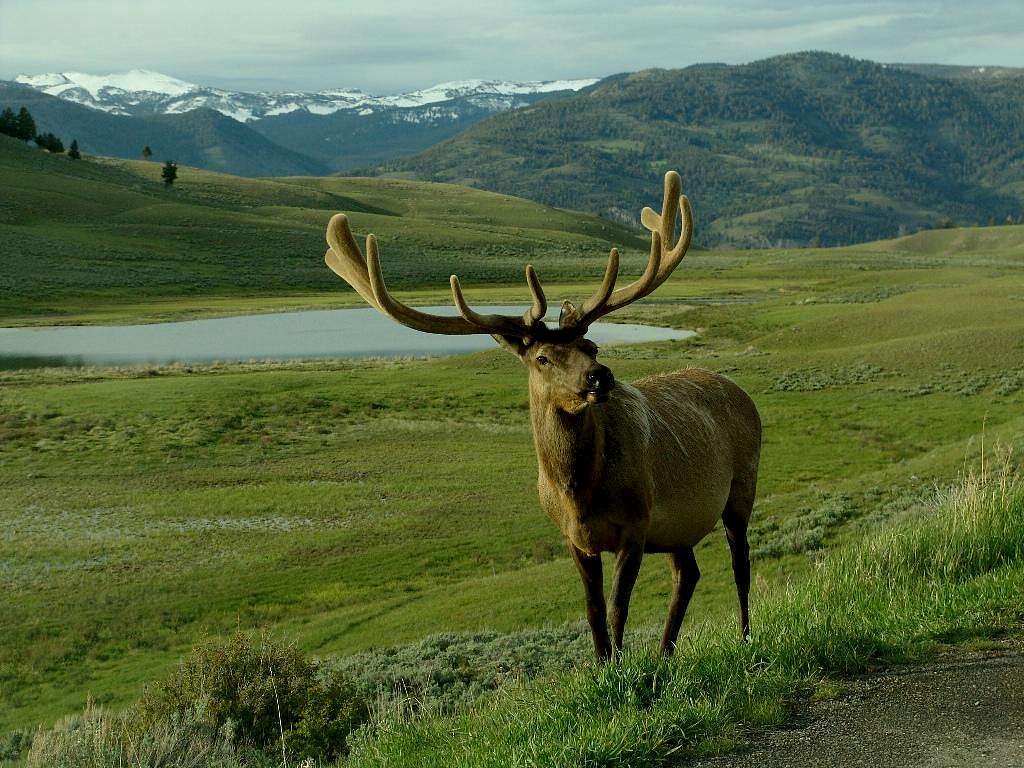 Elk in Yellowstone_June05