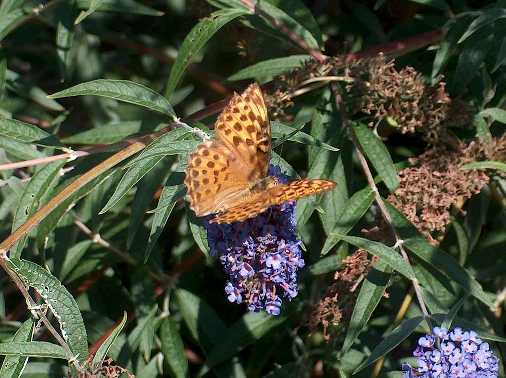 Butterfly in the Pyrenees